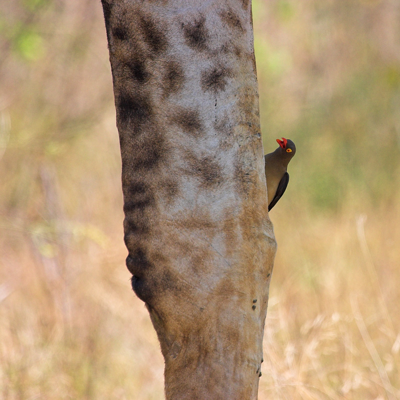 Búfago de pico rojo en la pata de una jirafa