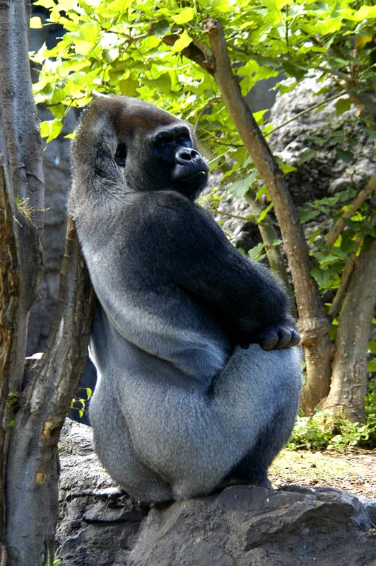 En la revista National Geographic de este mes de julio, el reportaje principal trata sobre el asesinato de una familia de gorilas de montaña en el Parque Nacional de los […]