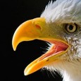 ©Javier Abad / countrysessions.org Como cada mes, aquí tenéis el nuevo fondo de escritorio para vuestro ordenador. En esta ocasión se trata de un retrato de Águila calva (Haliaeetus leucocephalus) […]