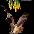 De nuevo la Asociación de Fotógrafos de Naturaleza de Madrid (FONAMAD) ha publicado su Anuario, en esta ocasión el perteneciente al 2009. Tal y como ya nos tiene acostumbrados esta […]