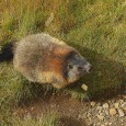 Hoy, 2 de febrero, se celebra el famoso día de la marmota, en Estados Unidos. Un buen motivo para contar algo de esta tradición heredada y que tiene a este […]