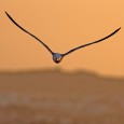 Un lunes más os mostramos una fotografía en nuestra sección de «Cuarto oscuro». Se trata de una gaviota de Audouin (Larus audouinii) en vuelo directo hacia la cámara,  tomada por […]