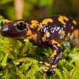 En la profundidad del bosque, bajo la lluvia, encontramos este ejemplar de salamandra común ( Salamandra salamandra ) en Somiedo, Asturias, probablemente de la subespecie  gallaica Con la ayuda de […]