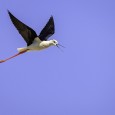 Este lunes publicamos una foto de Javier I. Sanchís de una cigüeñuela volando alrededor del nido. Al estar cerca del nido de esta cigüeñuela ( Himantopus himantopus ), el animal […]