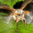 El escarabajo sanjuanero ( Melolomtha melolontha ) denominado comúnmente «abejorro»,  vive en los jardines bosques y setos. Tiene unas antenas marcadamente claviformes, con una maza formada por varios lóbulos que […]