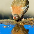La perdiz roja (Alectoris rufa) es una de las aves más comunes y emblemáticas en nuestros campos. Es muy fácil de ver corriendo en los sembrados y áreas de cultivo […]