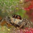 Hoy os mostramos un artículo de unas simpaticas arañas saltadoras realizado por nuestro fotografo de Country sessions Armando Aguilera. Estas arañas están provistas de una gran agilidad y una excelente […]