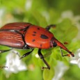 Son muchas las especies invasoras que viven en España. Hoy os mostramos un escarabajo que está diezmando nuestros palmerales mediterraneos. El picudo rojo (Rhynchophorus ferrugineus) La plaga apareció por vez […]
