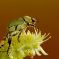 Hoy, os mostramos una foto de una escarabajo de tamaño medio, conocido comunmente como escarabajo de las flores,  realizada por nuestro fotógrafo Armando Aguilera. Es un escarabajo de la especie […]