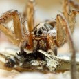 Una de las arañas más grandes de nuestro país es la Araña lobo (Lycosa tarantula), un invertebrado fascinante que hoy os mostramos, a través de la cámara de nuestro fotógrafo […]