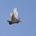 Este lunes subimos al archivo fotográfico una rara especie de paloma doméstica en vuelo. Estaba probando las posibilidades del objetivo 300mm de Canon en vuelo, cuando un amigo me proporcionó […]