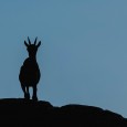 El sol ya se había puesto en el Circo de Gredos, cuando sobre una roca divisé a este joven ejemplar de cabra montesa, cuyo perfil se recortaba sobre el todavía […]