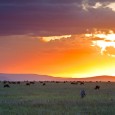 El Parque Nacional del Serengeti se encuentra en el norte de Tanzania, al oeste del Great Rift Valley, 130 kms al noroeste de Arusha. Hacia el oeste llega casi hasta […]