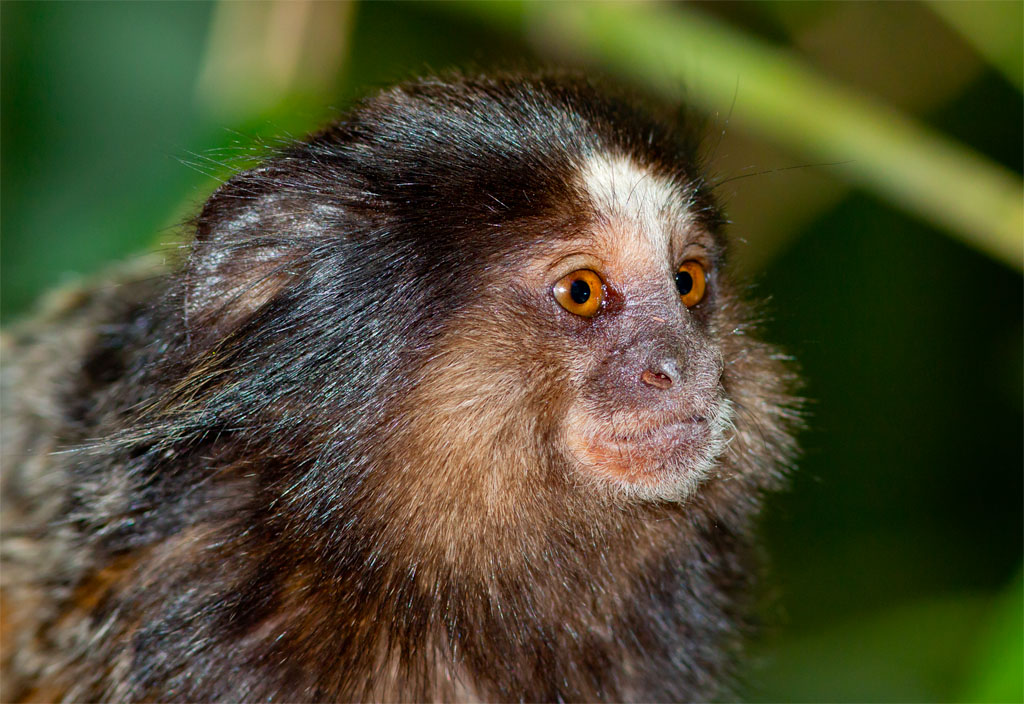 Primer plano de mico estrela © Javier Abad / countrysessions.org