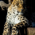 Como cada lunes, os presentamos una imagen del archivo de nuestros fotógrafos. En esta ocasión se trata de una fotografía de un leopardo en cautividad, realizada por nuestro compañero Miguel […]