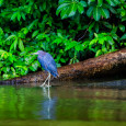 Este lunes, nuestro compañero Javier Sanchís nos muestra una imagen tomada en Costa Rica de una gaceta azul. Pincha en la imagen para ampliar En una travesía en barca por la […]