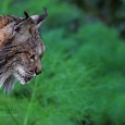 Para este lunes de final del mes de marzo, os mostramos una foto del mamífero carnívoro más amenazado del planeta, el lince ibérico “lynx pardinus” .  La fotografía fue realizada […]